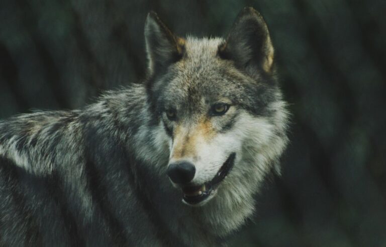 Naturalne Przywództwo – Wataha Wilków